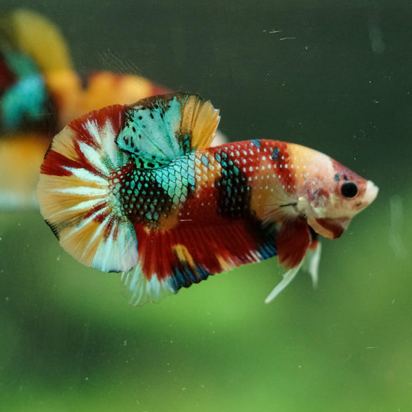 Multicolor/Galaxy Koi Plakat -16 weeks Old