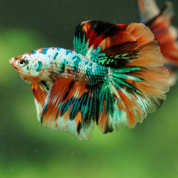 Galaxy/Candy Koi Halfmoon - 11 weeks old