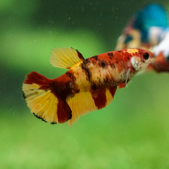 Multicolor/ Galaxy Koi Plakat- Female- 13 Weeks Old