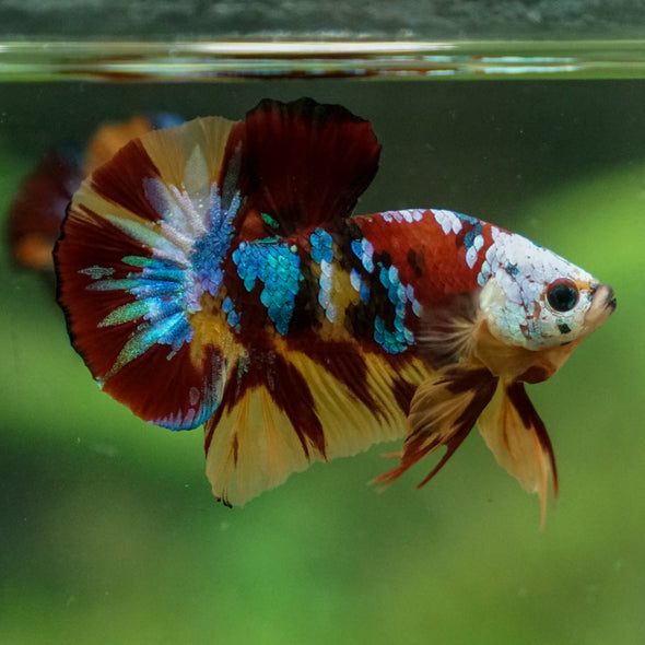 Multicolor/Galaxy Koi Plakat -13 weeks Old