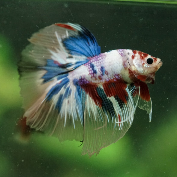 Galaxy/Candy Koi Halfmoon - 13 weeks old