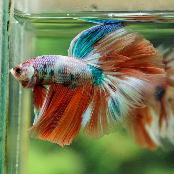 Galaxy/Candy Koi Halfmoon - 14 weeks old