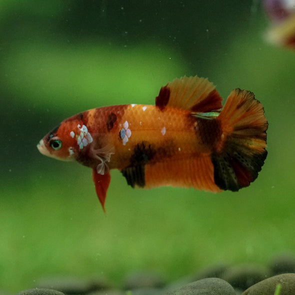 Multicolor/ Galaxy Koi Plakat- Female- 13 Weeks Old