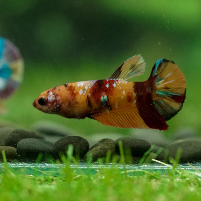 Multicolor/ Galaxy Koi Plakat- Female- 13 Weeks Old