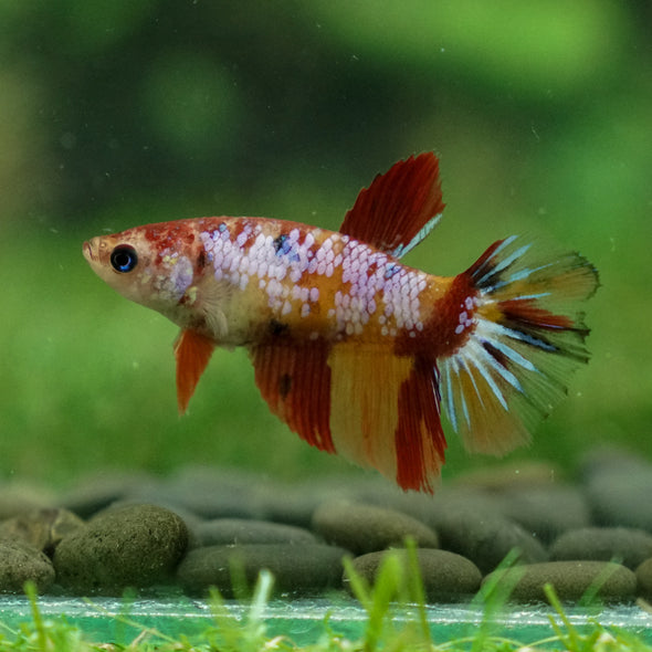 Multicolor/ Galaxy Koi Halfmoon - Female- 13 Weeks Old