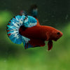 Red Fancy (Hell Boy) Plakat -13 weeks Old