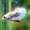 Multicolor/Galaxy Koi Plakat -16 weeks Old