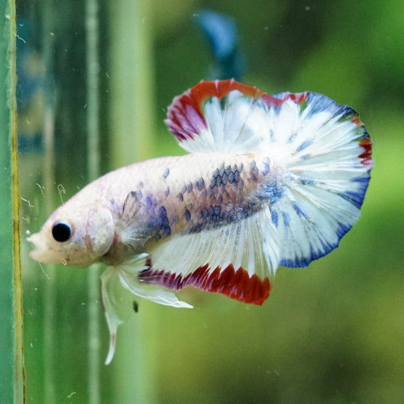 Multicolor/Galaxy Koi Plakat -16 weeks Old