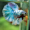 Galaxy/Candy Koi Halfmoon - 14 weeks old