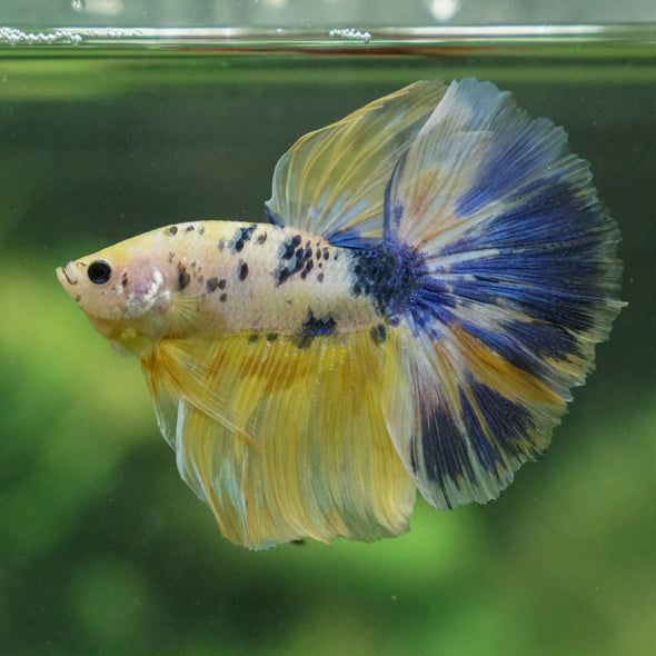 Galaxy/Candy Koi Halfmoon - 13 weeks old