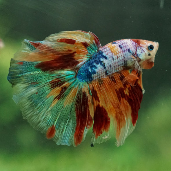 Galaxy/Candy Koi Halfmoon - 13 weeks old