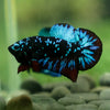 Black Koi Galaxy Plakat (Avatar) -13 weeks Old