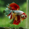 Galaxy/Candy Koi Halfmoon - 14 weeks old