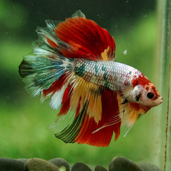 Galaxy/Candy Koi Halfmoon - 14 weeks old