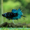 Black Base Galaxy Koi Halfmoon (Avatar) - 14 weeks old