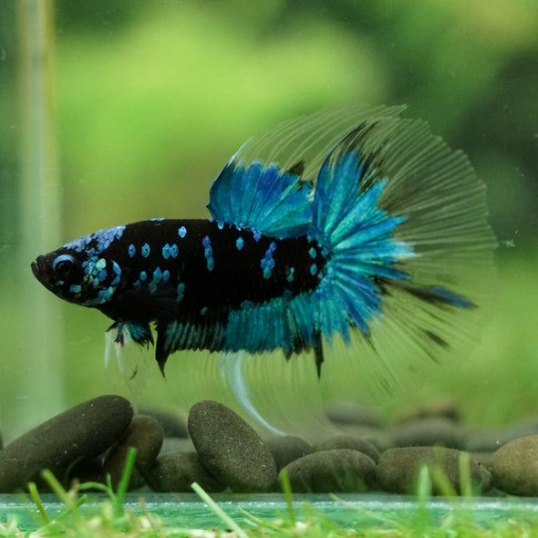 Black Base Galaxy Koi Halfmoon (Avatar) - 14 weeks old