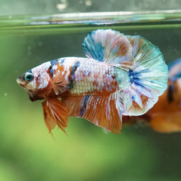 Multicolor/Galaxy Koi Plakat -16 weeks Old
