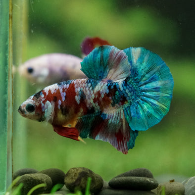 Multicolor/Galaxy Koi Plakat -16 weeks Old