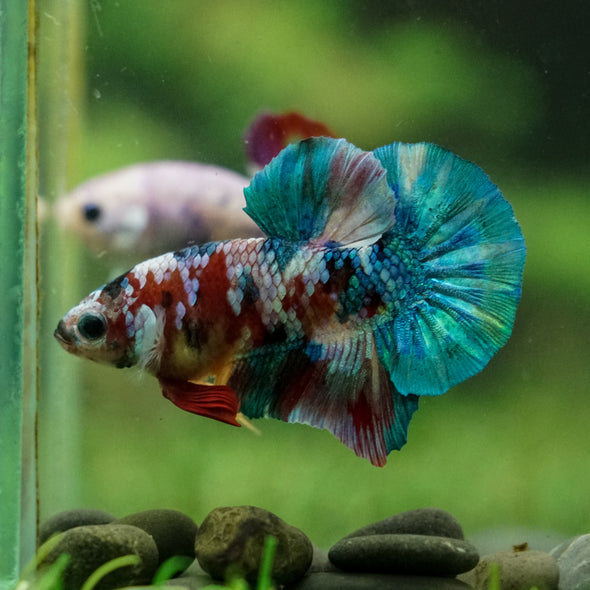 Multicolor/Galaxy Koi Plakat -16 weeks Old