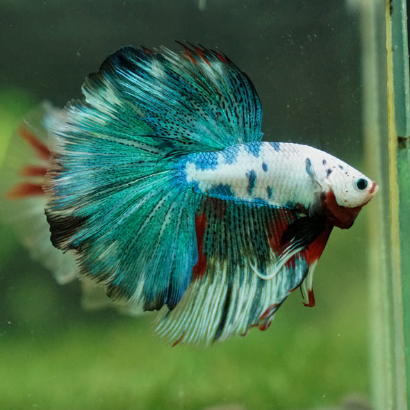 Galaxy/Candy Koi Halfmoon - 13 weeks old