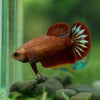 Red Fancy Plakat 13 Week Old- Female