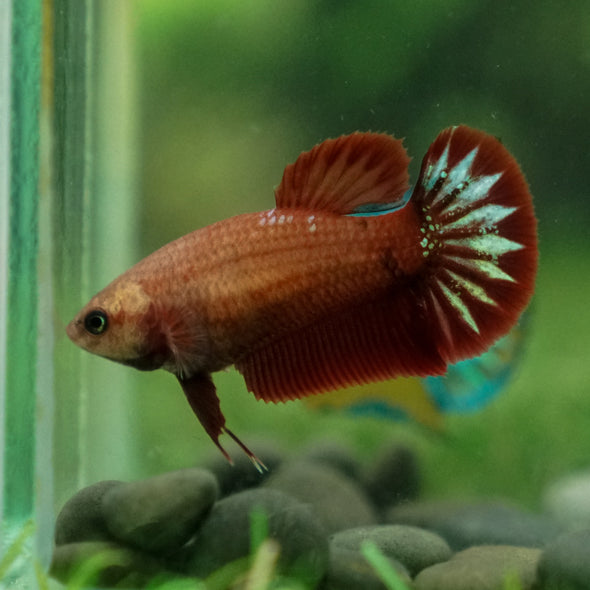 Red Fancy Plakat 13 Week Old- Female