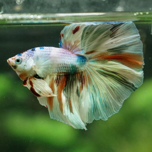 Galaxy/Candy Koi Halfmoon - 13 weeks old