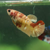Multicolor/ Galaxy Koi Plakat- Female- 13 Weeks Old