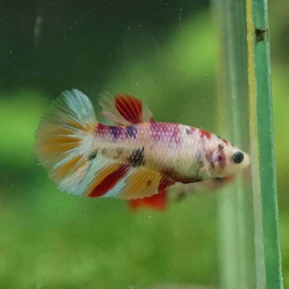 Multicolor/ Galaxy Koi Halfmoon - Female- 13 Weeks Old