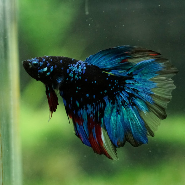Black Base Galaxy Koi Halfmoon (Avatar) - 14 weeks old