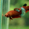 Red Fancy Plakat 13 Week Old- Female