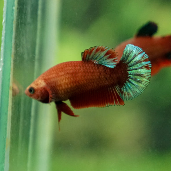 Red Fancy Plakat 13 Week Old- Female
