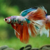 Galaxy/Candy Koi Halfmoon - 14 weeks old