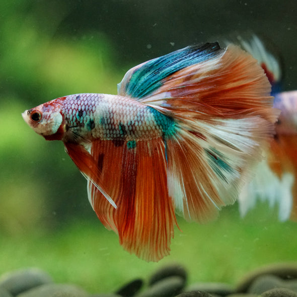 Galaxy/Candy Koi Halfmoon - 14 weeks old