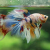 Galaxy/Candy Koi Halfmoon - 13 weeks old