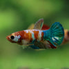 Multicolor/ Galaxy Koi Plakat- Female- 13 Weeks Old