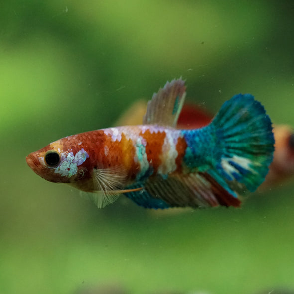 Multicolor/ Galaxy Koi Plakat- Female- 13 Weeks Old