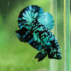 Black Koi Galaxy Plakat (Avatar) -13 weeks Old