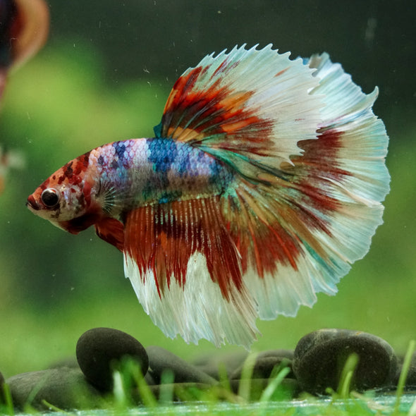 Galaxy/Candy Koi Halfmoon - 14 weeks old