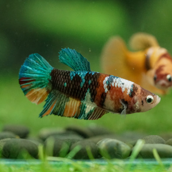 Multicolor/ Galaxy Koi Plakat- Female- 13 Weeks Old
