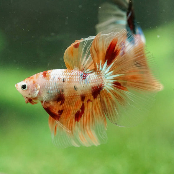 Galaxy/Candy Koi Halfmoon - 14 weeks old