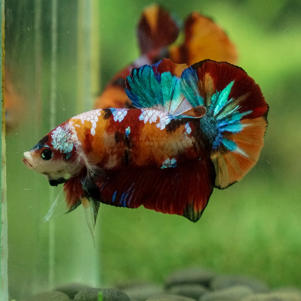 Multicolor/Galaxy Koi Plakat -13 weeks Old