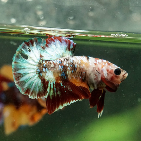 Multicolor/Galaxy Koi Plakat -16 weeks Old