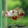 Multicolor/ Galaxy Koi Halfmoon- Female- 13 Weeks Old