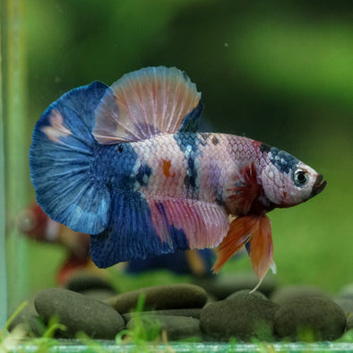 Multicolor/Galaxy Koi Plakat -16 weeks Old