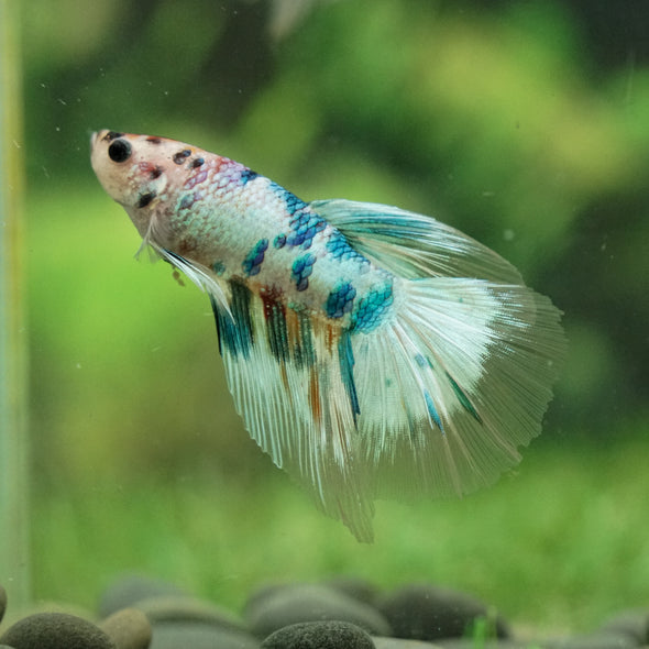 Galaxy/Candy Koi Halfmoon - 14 weeks old