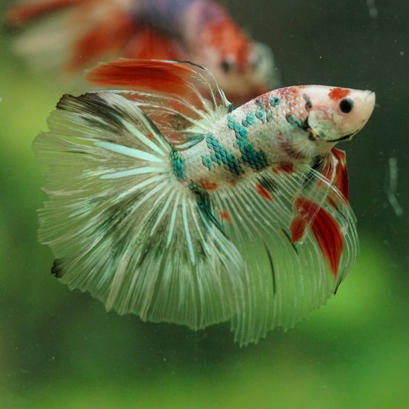 Galaxy/Candy Koi Halfmoon - 14 weeks old