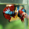 Multicolor/Galaxy Koi Plakat -16 weeks Old