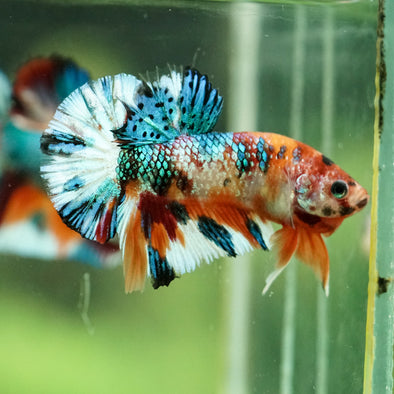 Multicolor/Galaxy Koi Plakat -16 weeks Old
