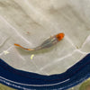 Koi dumbo Guppy pair - USA Bred